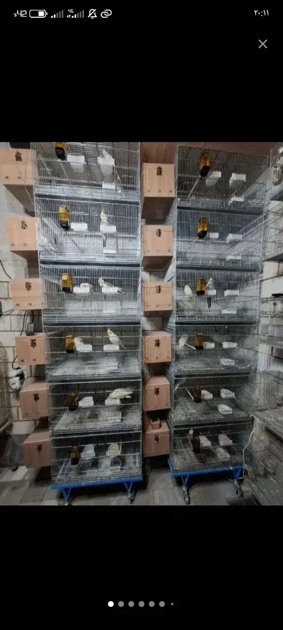 سالن پرورش عروس هلندی تمام نژاد|پرنده|قم, شهرک طالقانی|دیوار