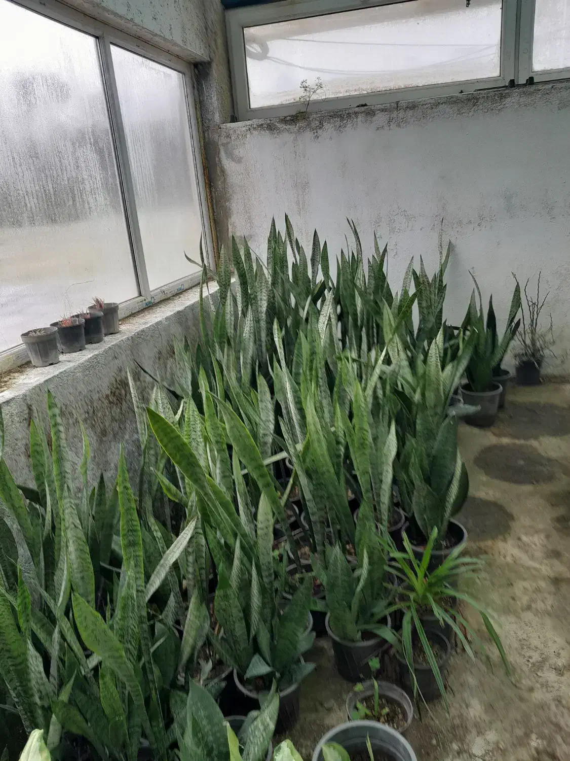 سانسوریا|گل و گیاه طبیعی|کتالم و سادات شهر, |دیوار