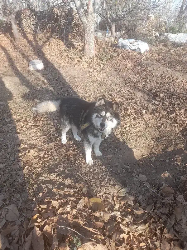 واگذاری هاسکی چشم آبی|سگ|مرند, |دیوار