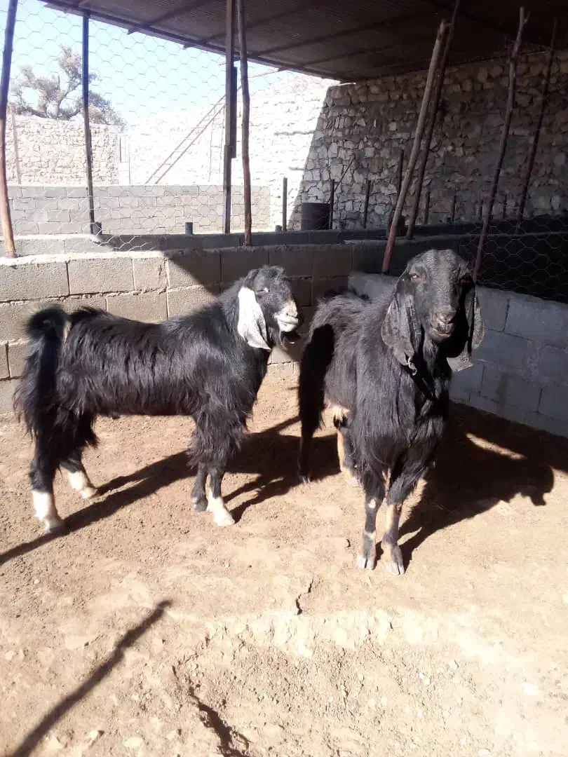 دوتا پازن درجه یک|حیوانات مزرعه|باشت, |دیوار