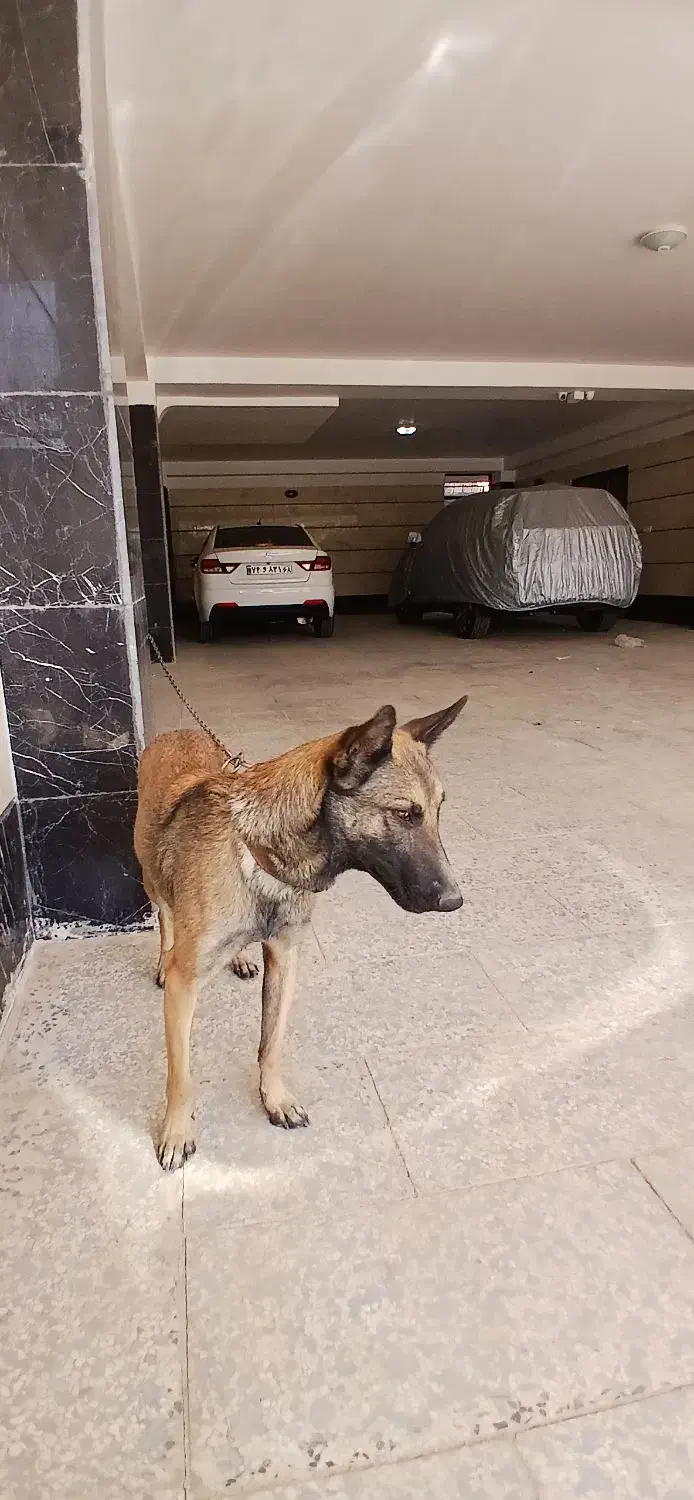 سگ بلژین مالینویز ماده|سگ|کرج, مهرویلا شمالی|دیوار