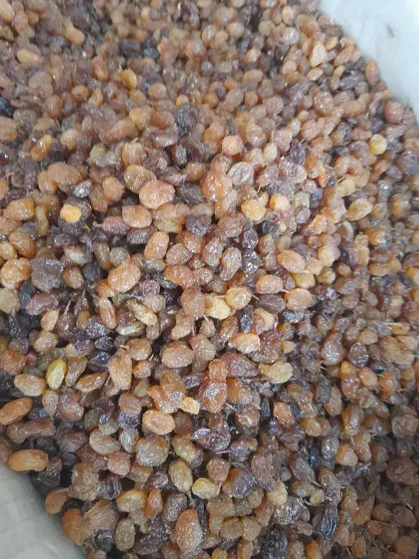 کشمش بی دانه|خوردنی و آشامیدنی|بجنورد, |دیوار