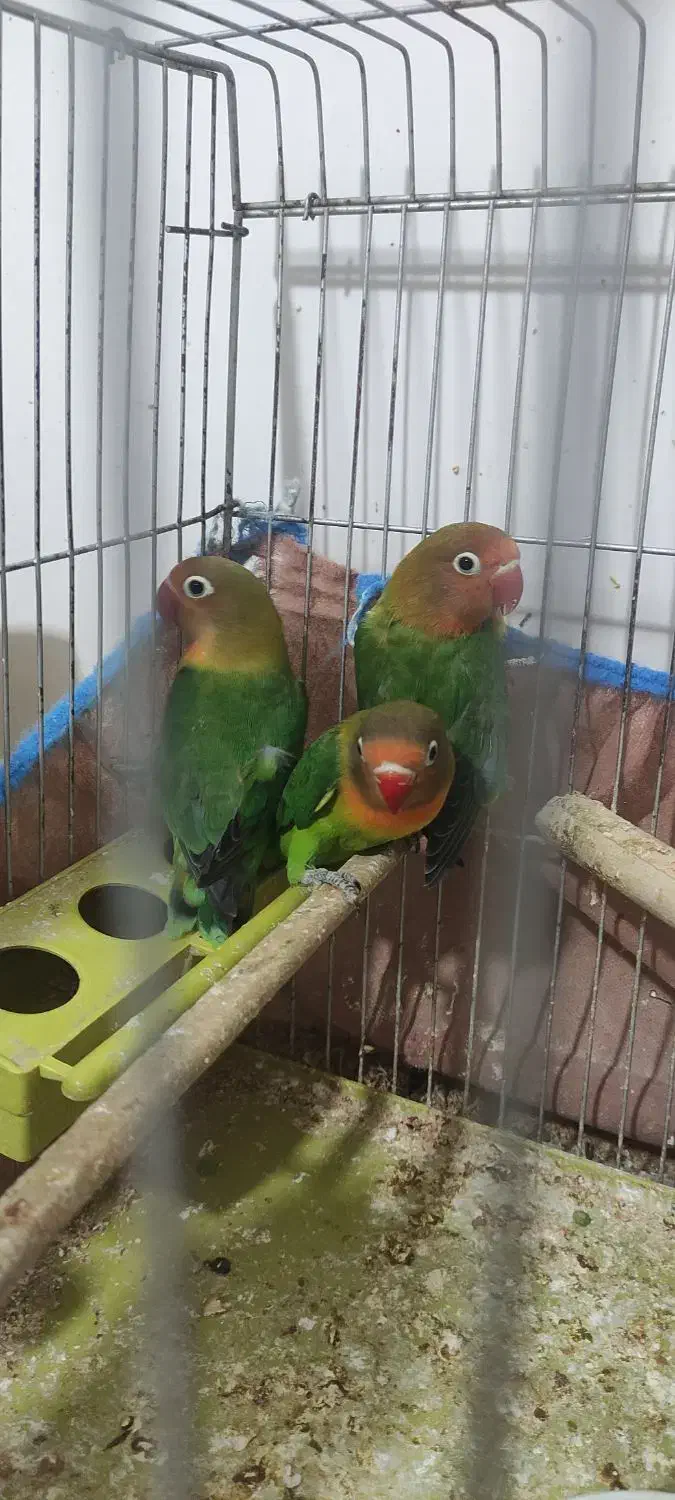 کوتوله برزیلی چنگ قرمز|پرنده|پاسارگاد, |دیوار