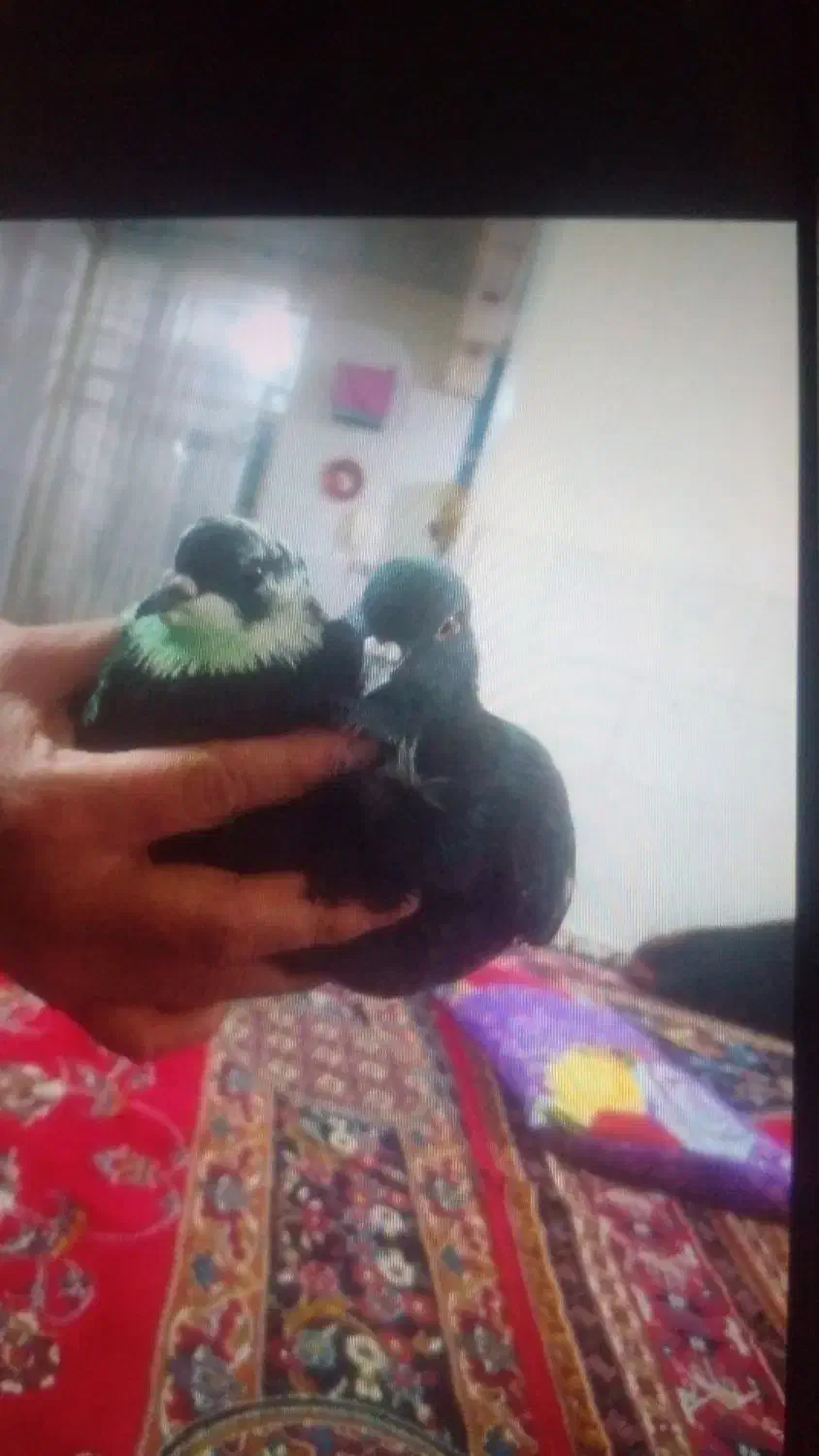 یه جوفت کفترساعت سنگین ۵۰۰|پرنده|قرچک, زیبا شهر|دیوار