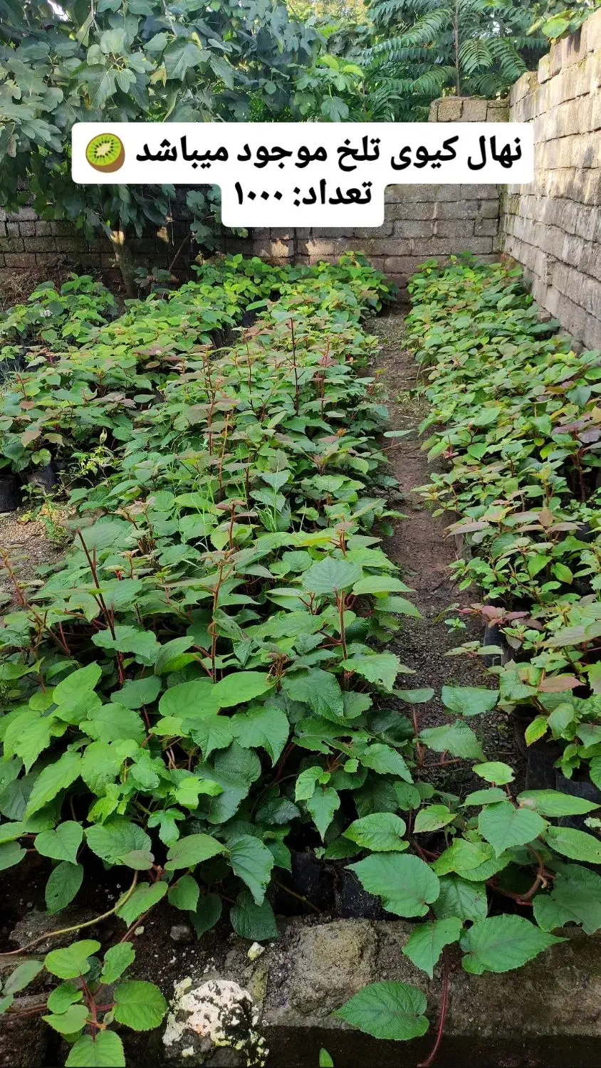 نهال کیوی تلخ|گل و گیاه طبیعی|چوبر, |دیوار