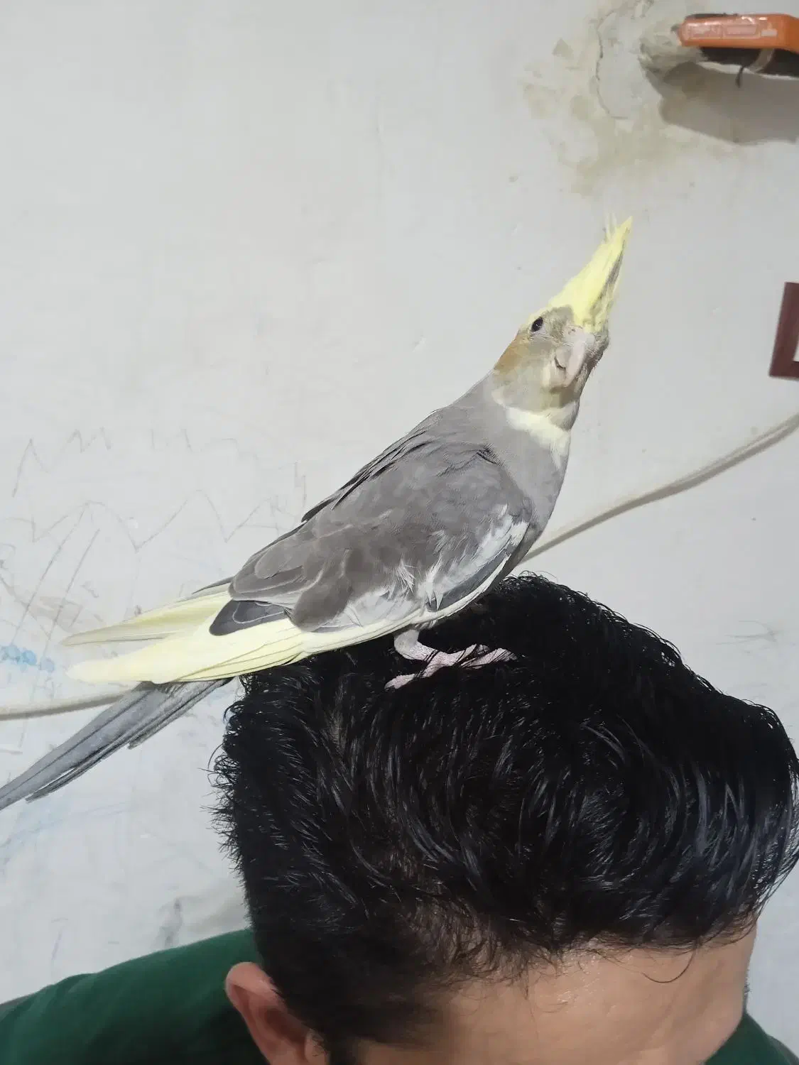 طوطی عروس هلندی|پرنده|کیاشهر, |دیوار