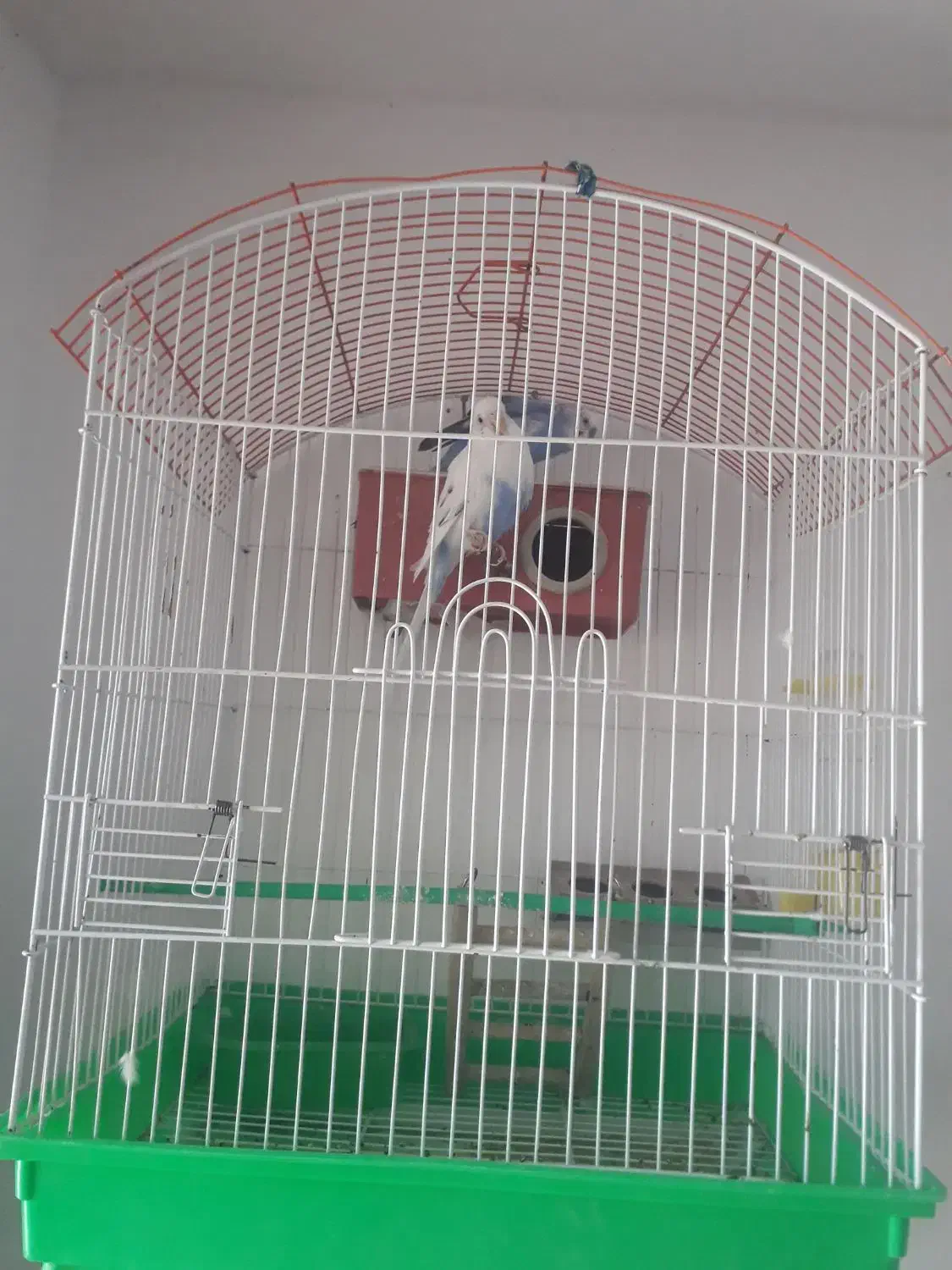 ۲ عدد مرغ عشق زیبا همراه قفس|پرنده|مریوان, |دیوار