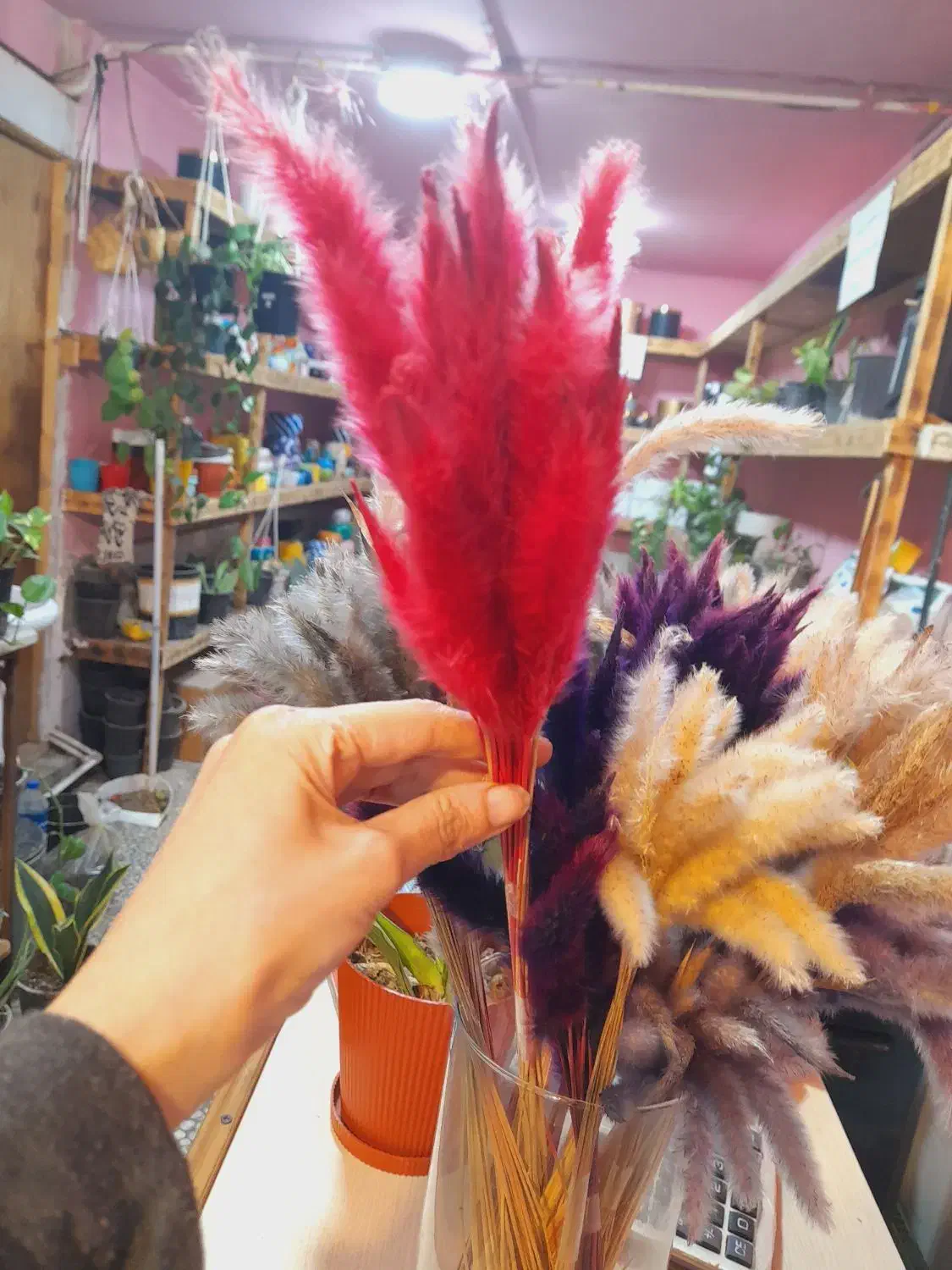 گل خشک دم رباهی بسته ۱۰تایی ۳۵تومن|گل مصنوعی|رشت, فلسطین|دیوار