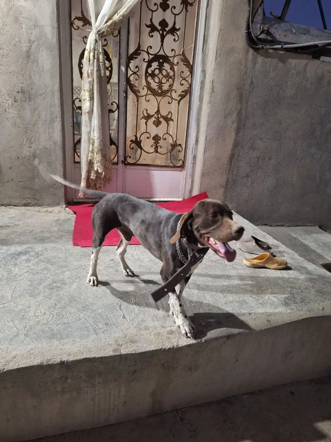 شکاری|سگ|گهواره, |دیوار