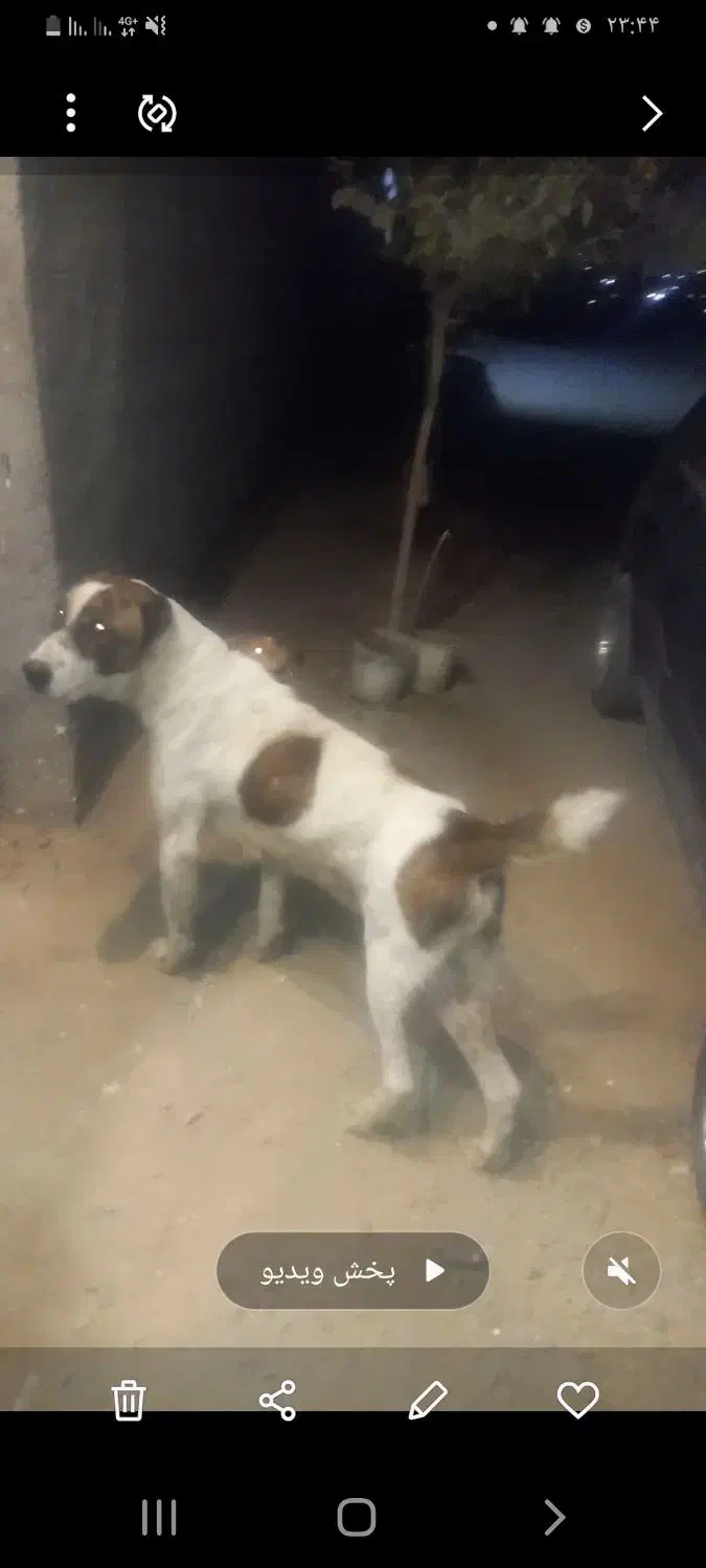 سگ‌افغانی‌‌نگهبان|سگ|مشهد, بهار|دیوار