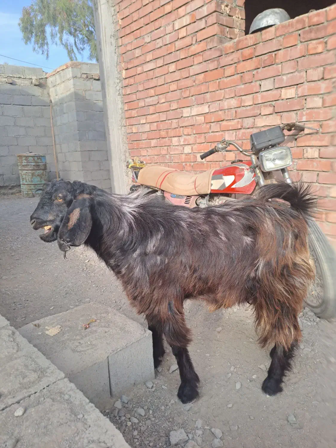 فروش چپشت،گوسفند|حیوانات مزرعه|قلعه گنج, |دیوار