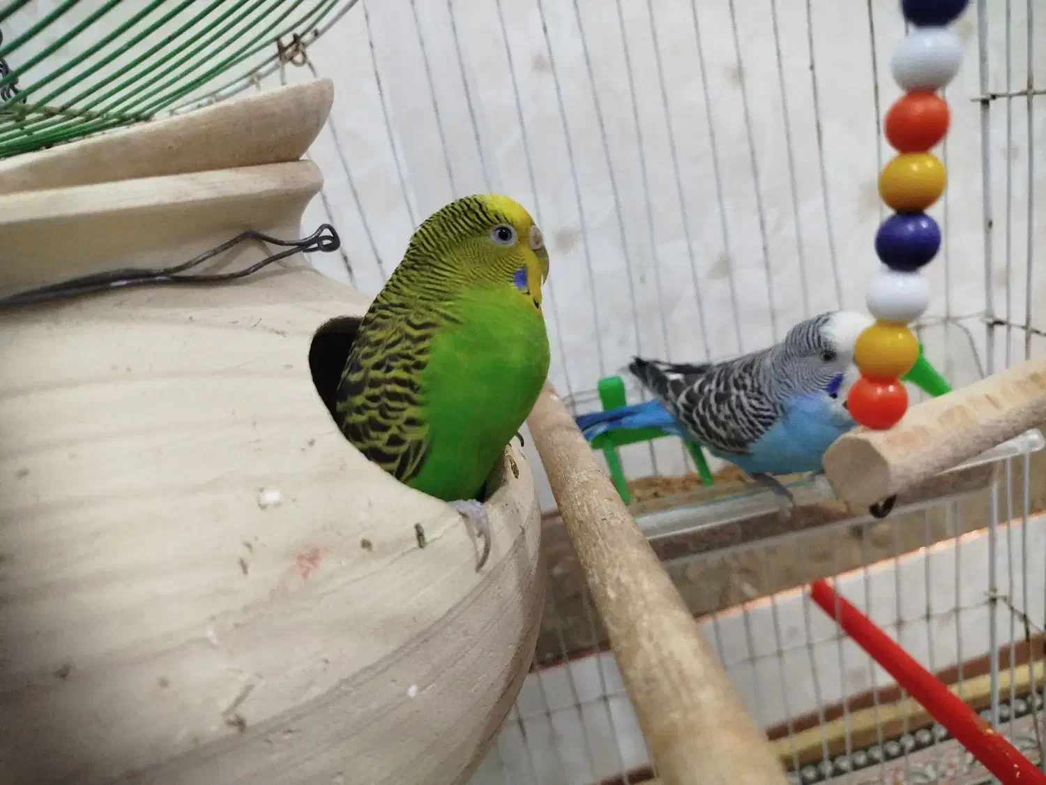 مرغ عشق جفت|پرنده|سراوان, |دیوار