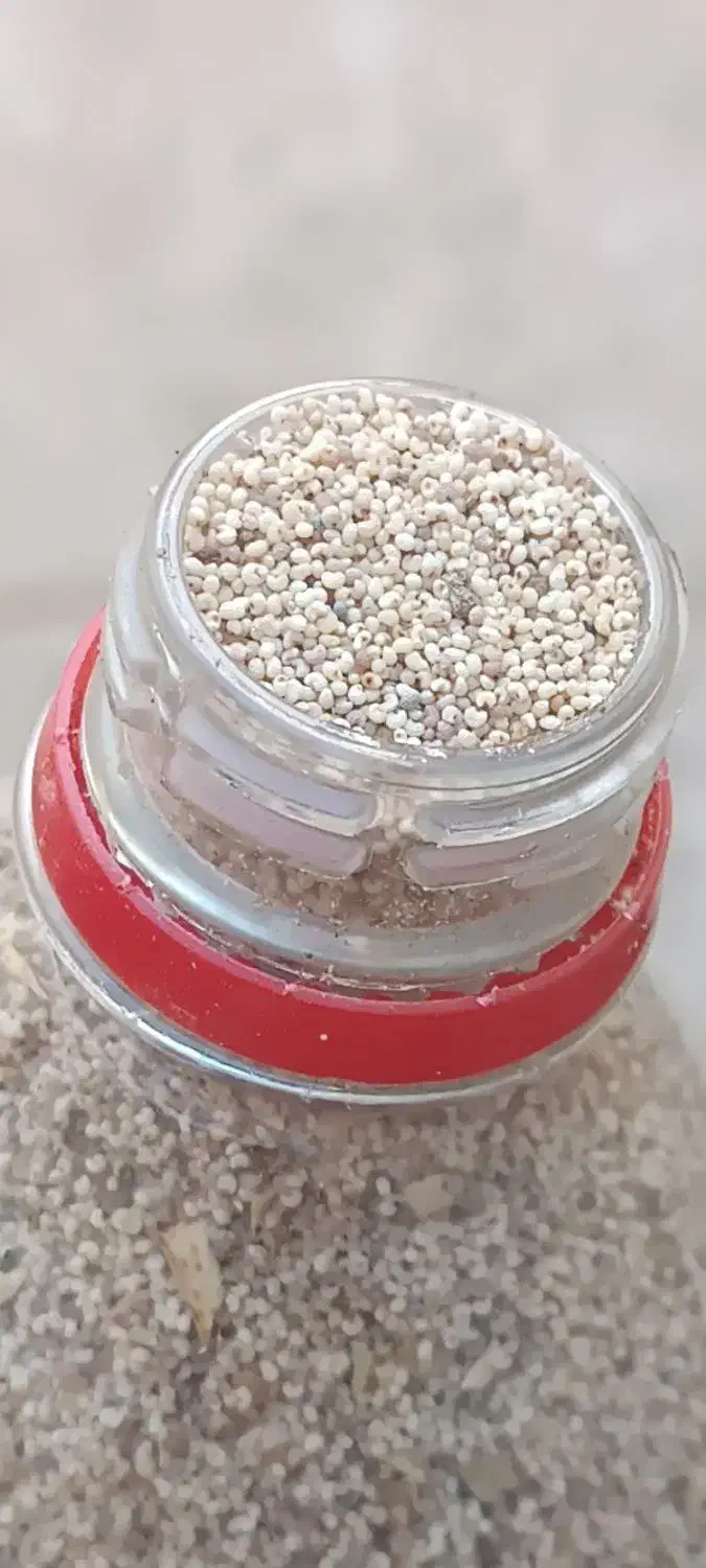 بذر (توم)|عمدهفروشی|کرمانشاه, |دیوار