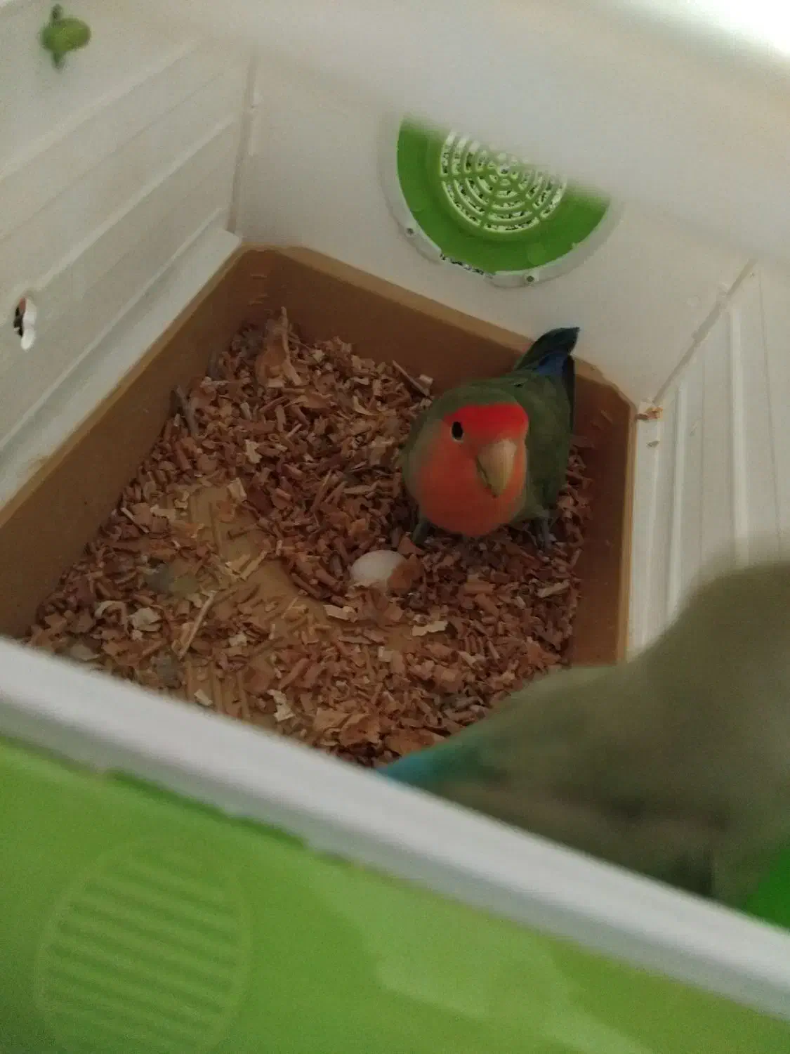 طوطی برزیلی|پرنده|گلستان (تهران), |دیوار