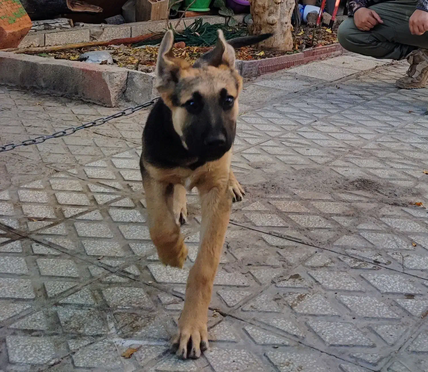 ژرمن اصیل|سگ|سمنان, |دیوار