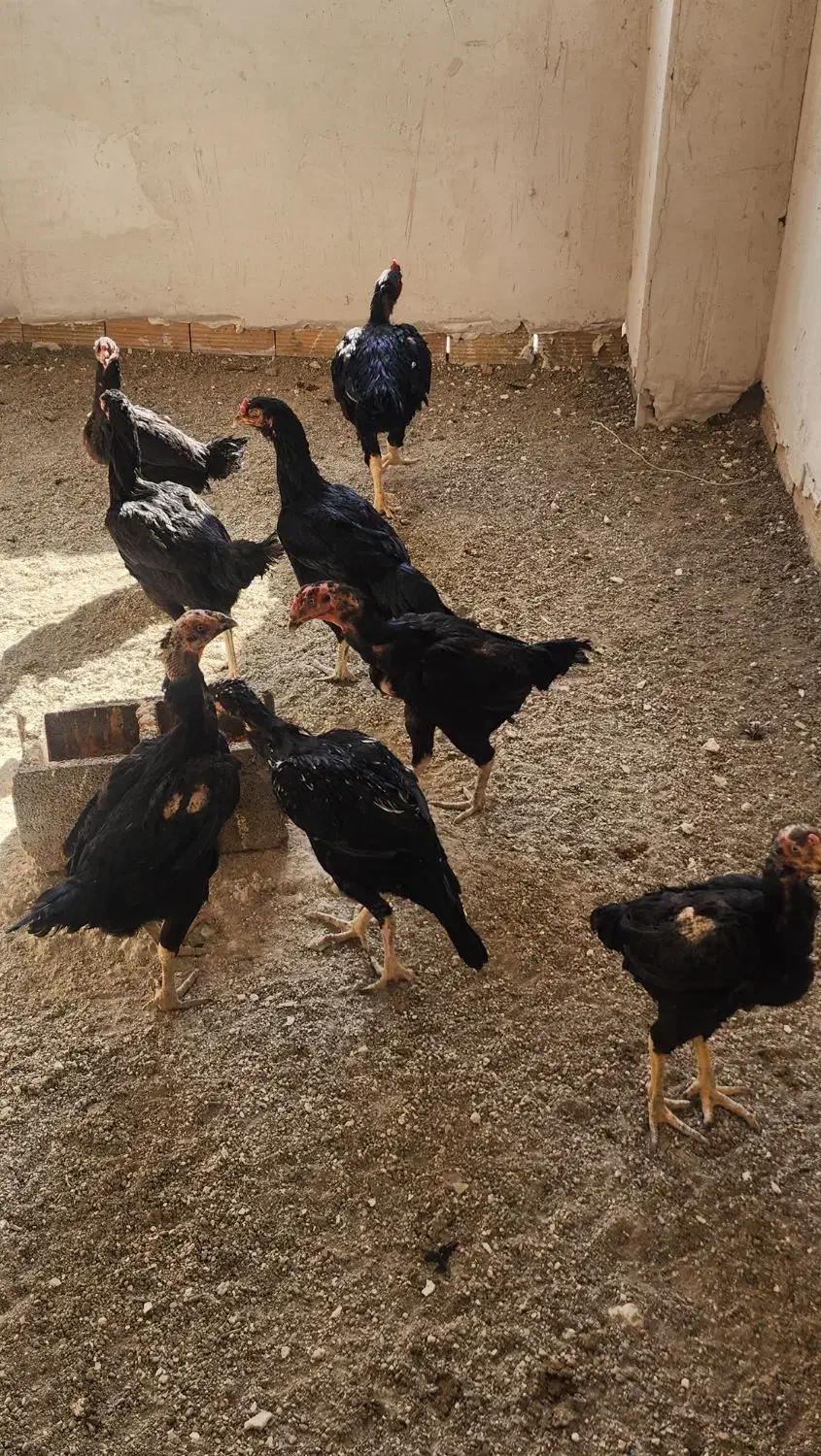 تخم مرغ لاری یتیغ مشکی و طوسی|حیوانات مزرعه|خاوران, |دیوار