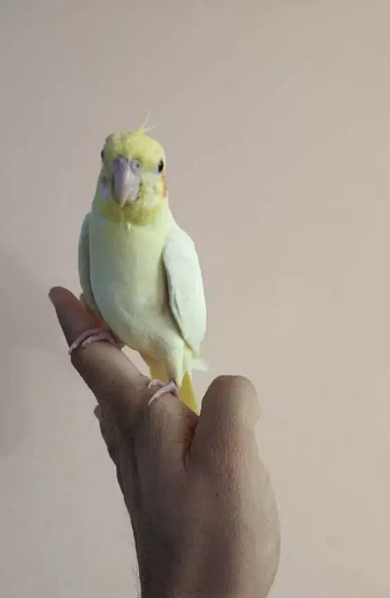 جوجه نرمه خور لوتینو|پرنده|شیراز, شهرک گلستان|دیوار