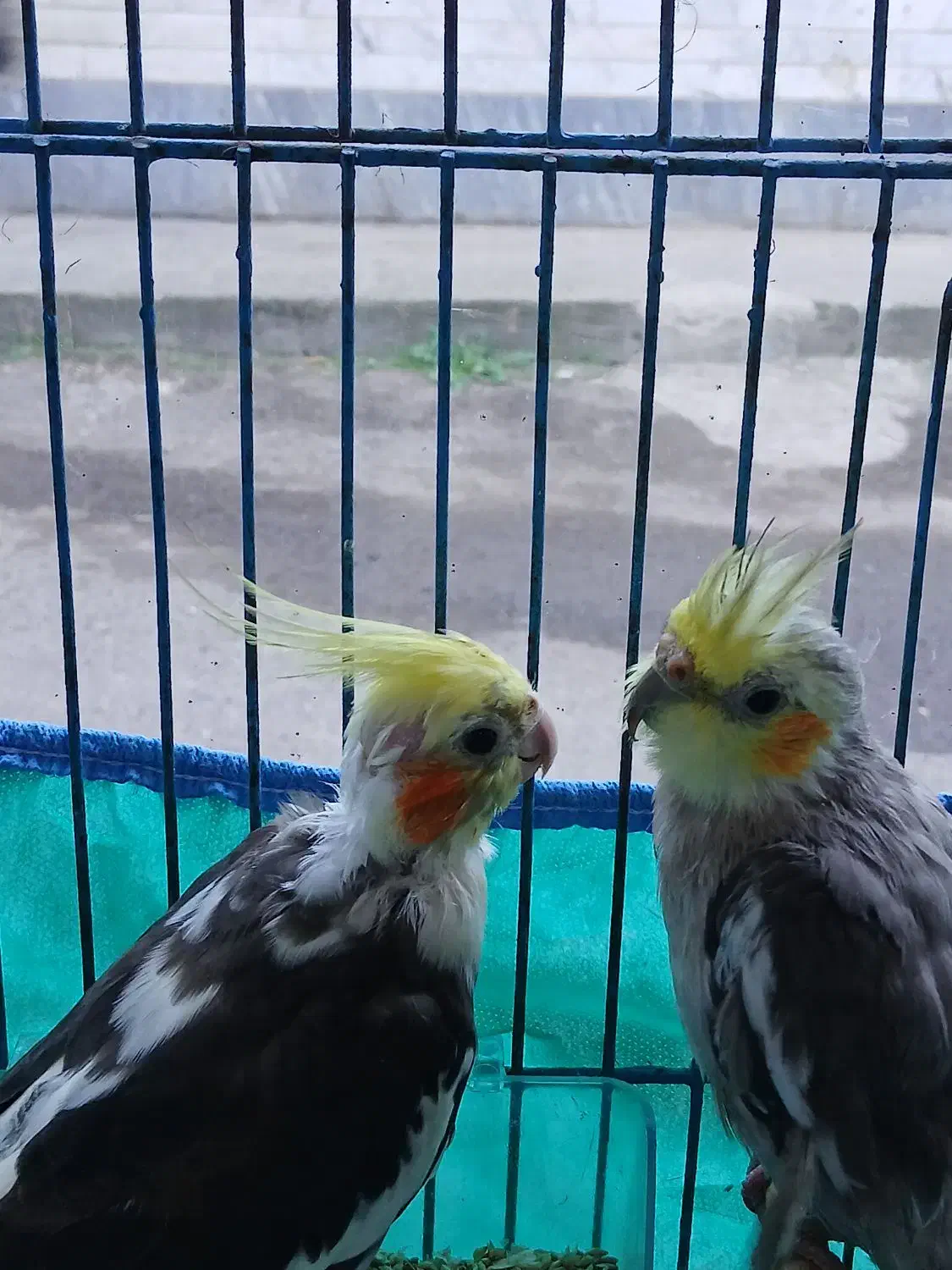 عروس هلندی|پرنده|رشت, هلال احمر|دیوار