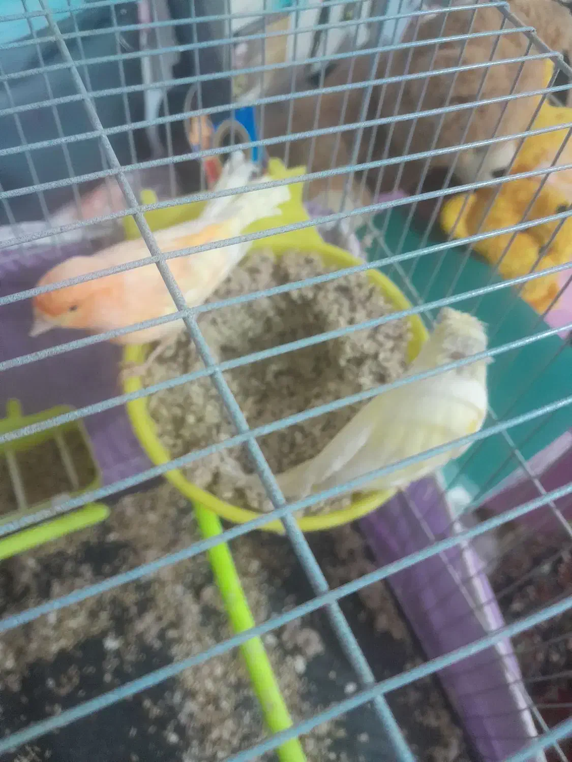 جفت قناری|پرنده|تربت‌حیدریه, پائین ولایت|دیوار