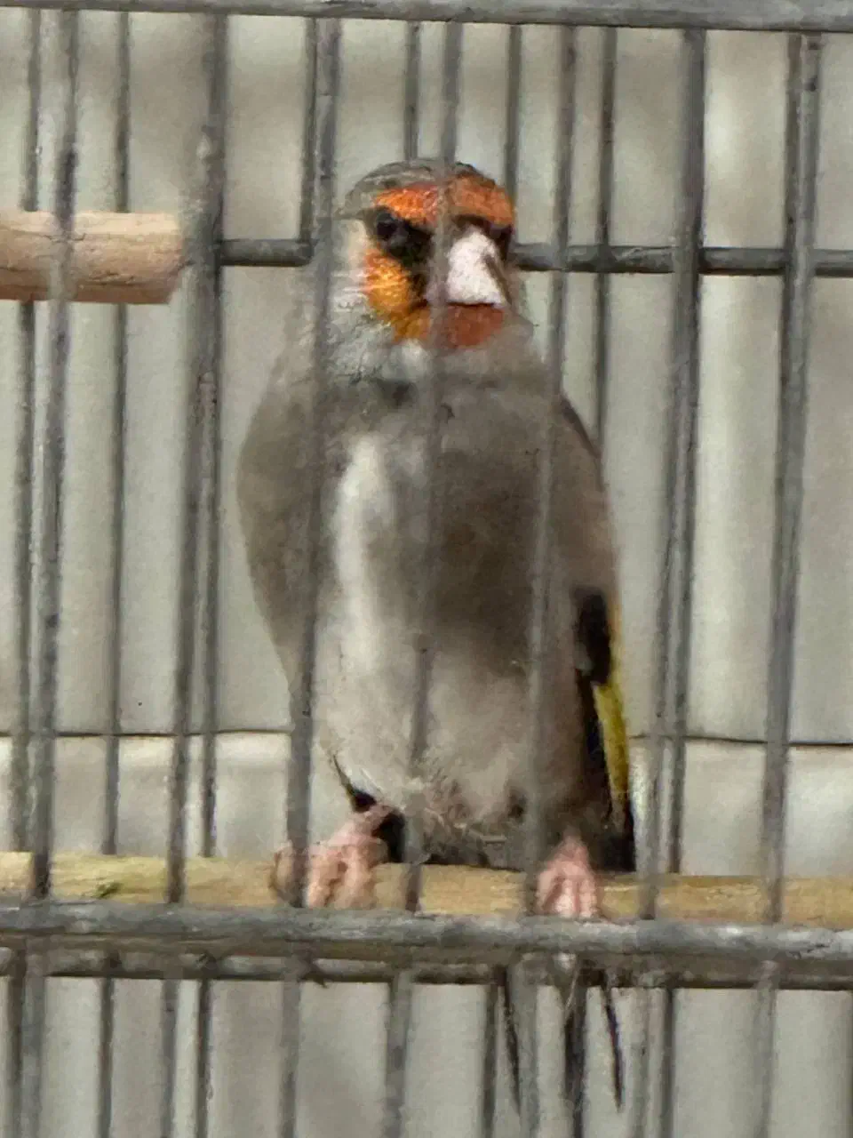 سهره دورگ زاغ طوقدار گل دو طرف قفل|پرنده|پاکدشت, حصار امیر|دیوار