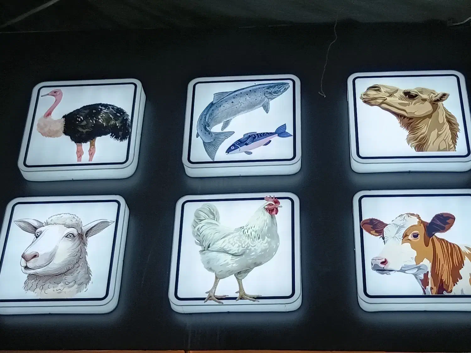 خردکن مرغ و ماهی|استخدام خدمات فروشگاه و رستوران|شاهین‌شهر, فردوسی|دیوار