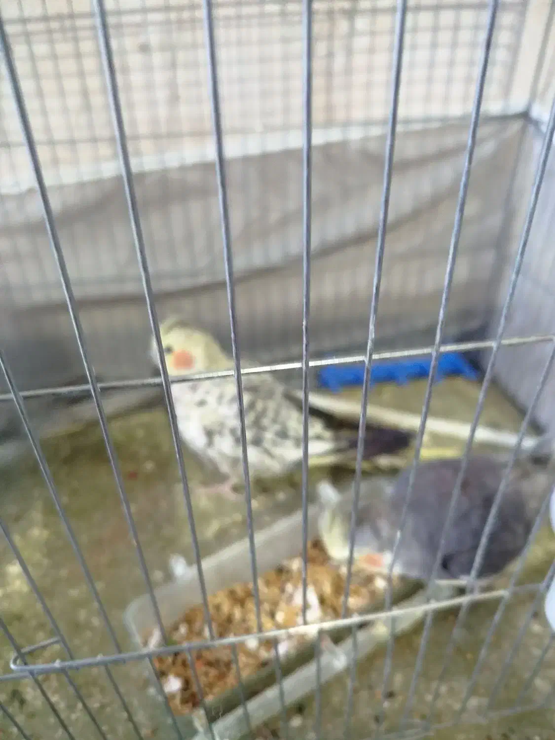 یک جفت عروس هلندی|پرنده|یزد, |دیوار