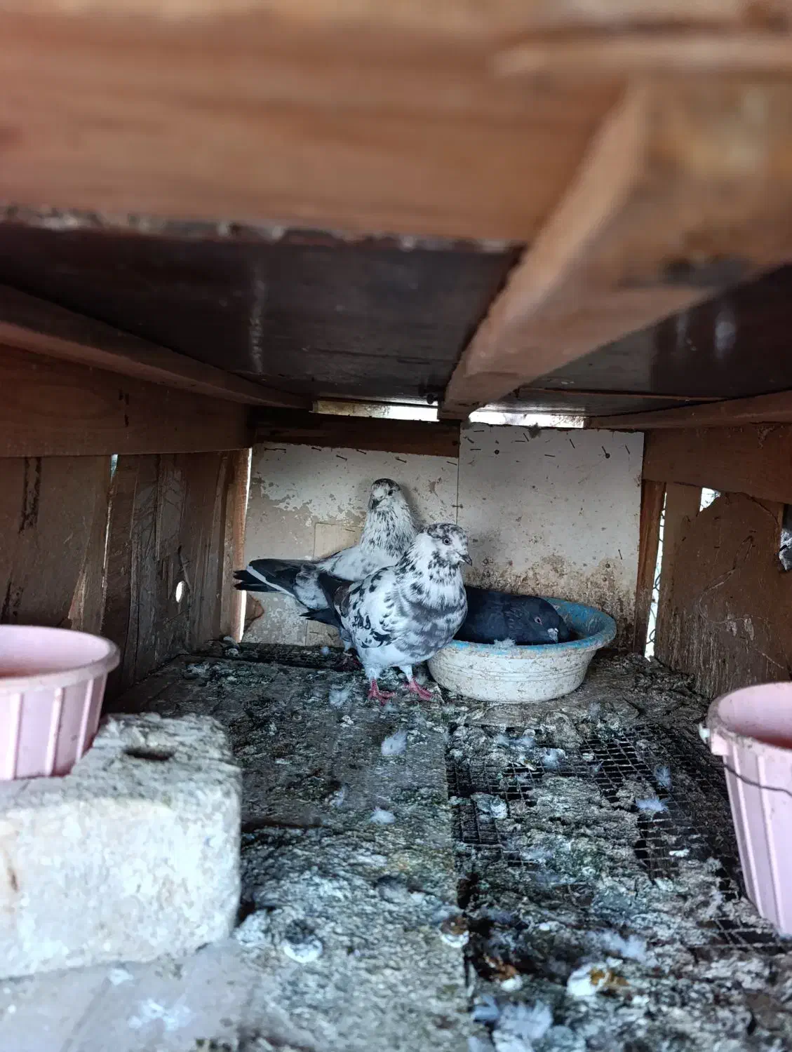 عشق به آسمان|پرنده|مینودشت, |دیوار