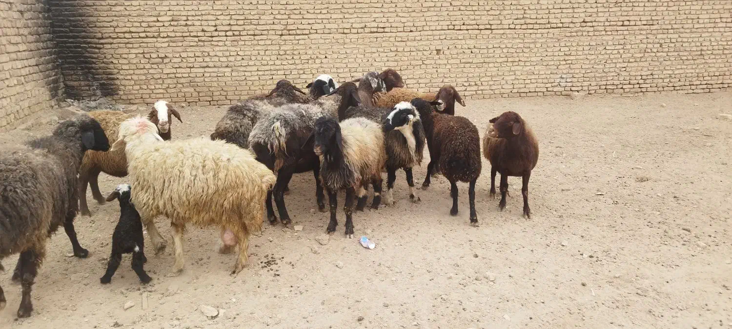 میش جفت 32 همه جوان آبستان سنگین|حیوانات مزرعه|شاهینشهر, گزبرخوار|دیوار