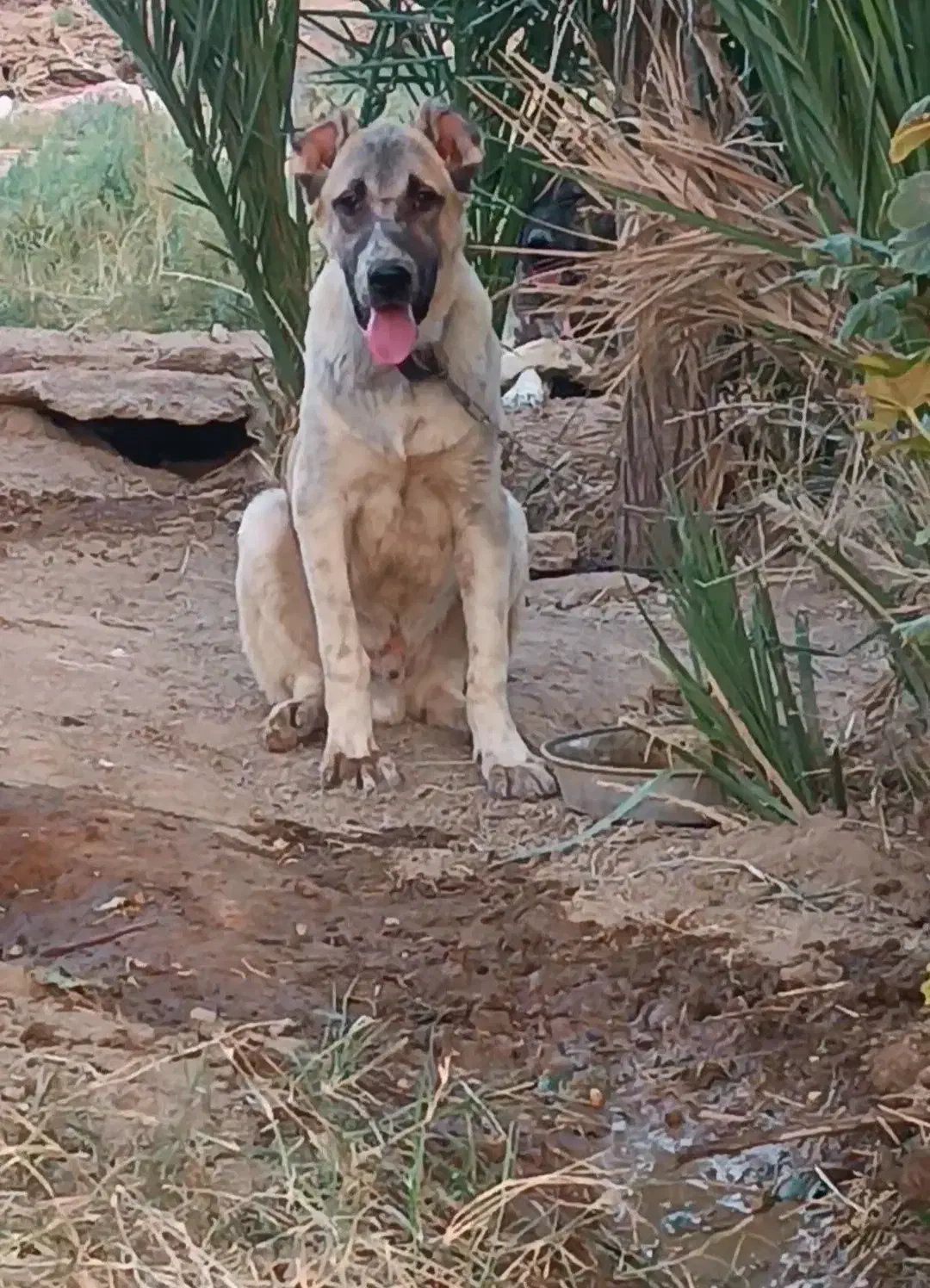 توله سگ|سگ|طبس, |دیوار