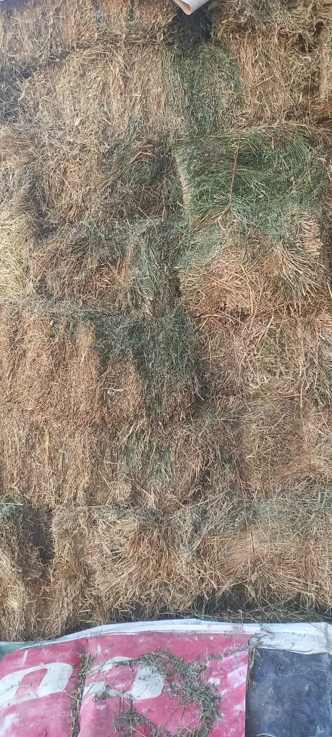 یونجه خشک انباری|عمده‌فروشی|کبودرآهنگ, |دیوار