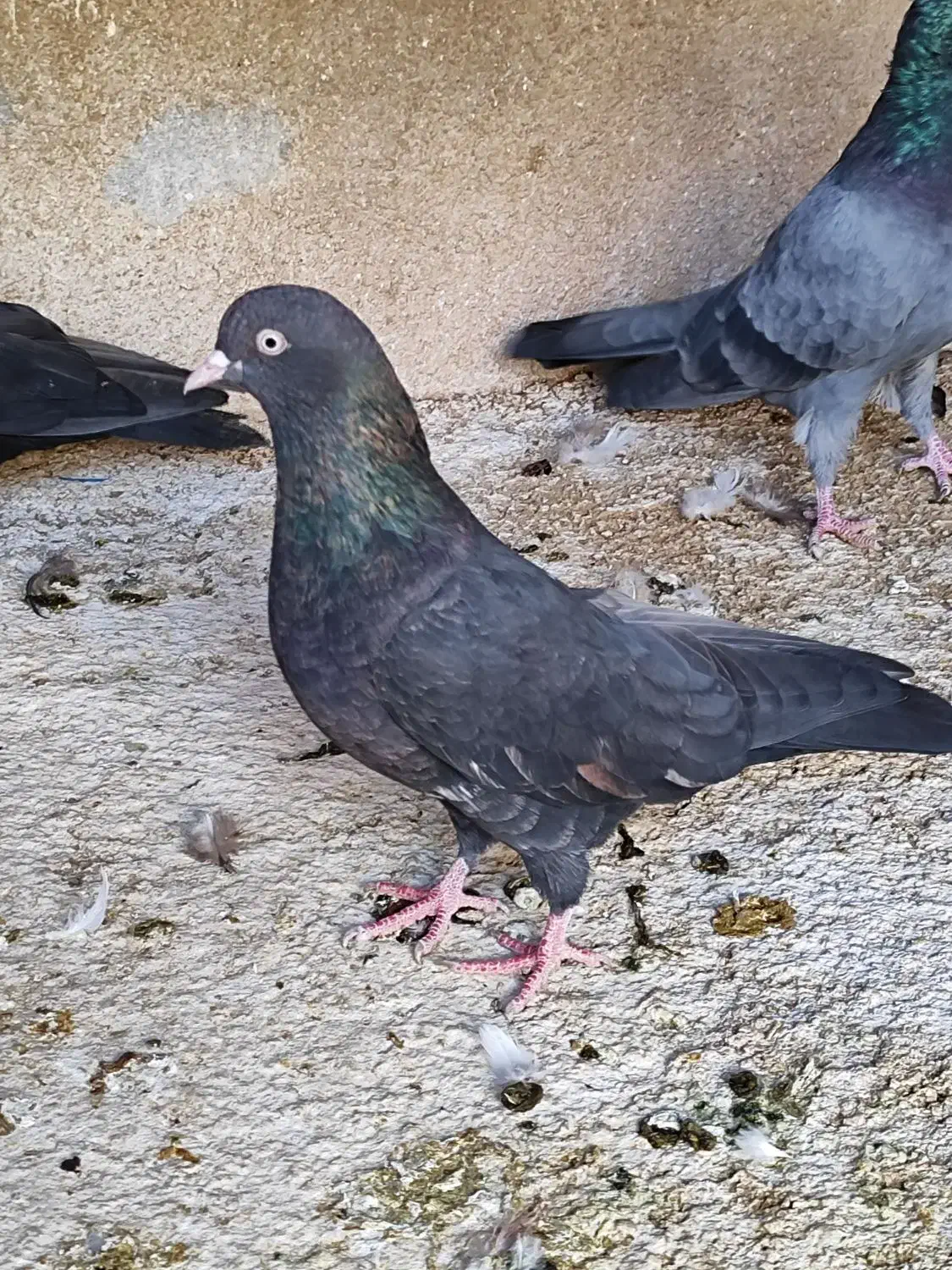 جفت کله ای برنجی ماده|پرنده|اهواز, ۲۴ متری|دیوار