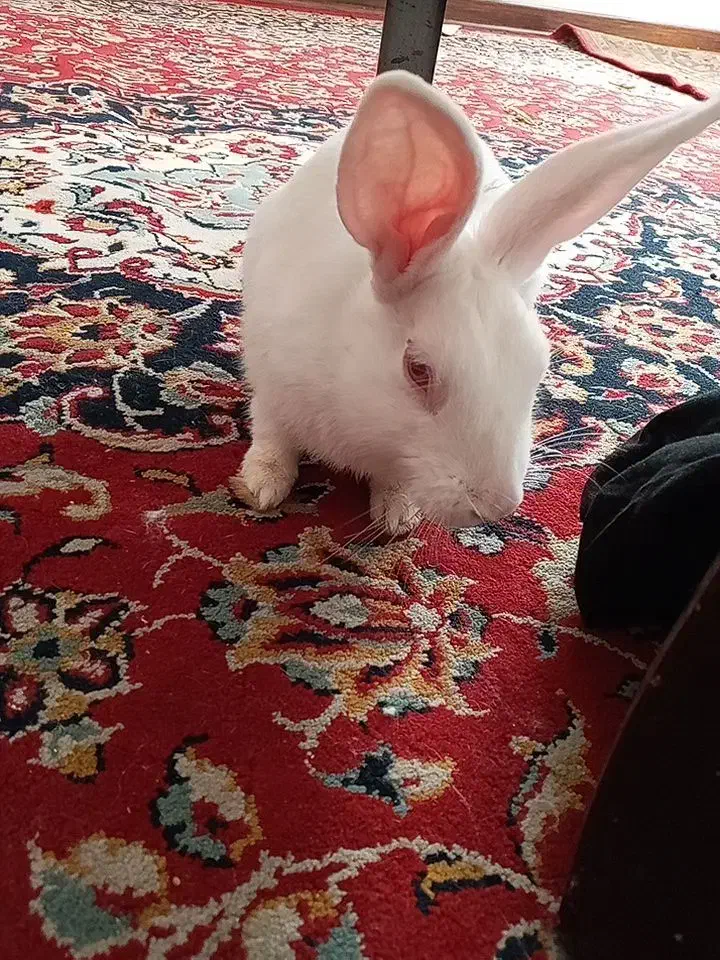 خرگوش زیبا سفید خانگی|موش و خرگوش|تهران, افسریه شمالی|دیوار