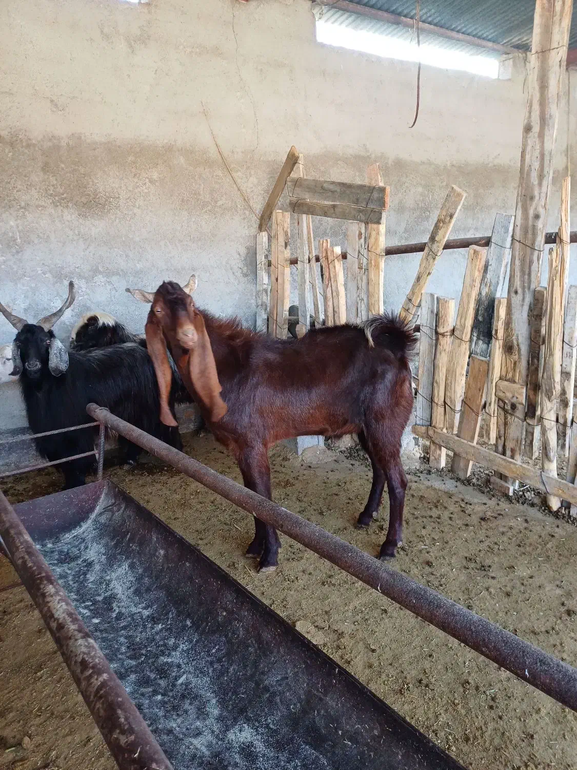 کهره چپش بذری پاکستانی|حیوانات مزرعه|خفر, |دیوار