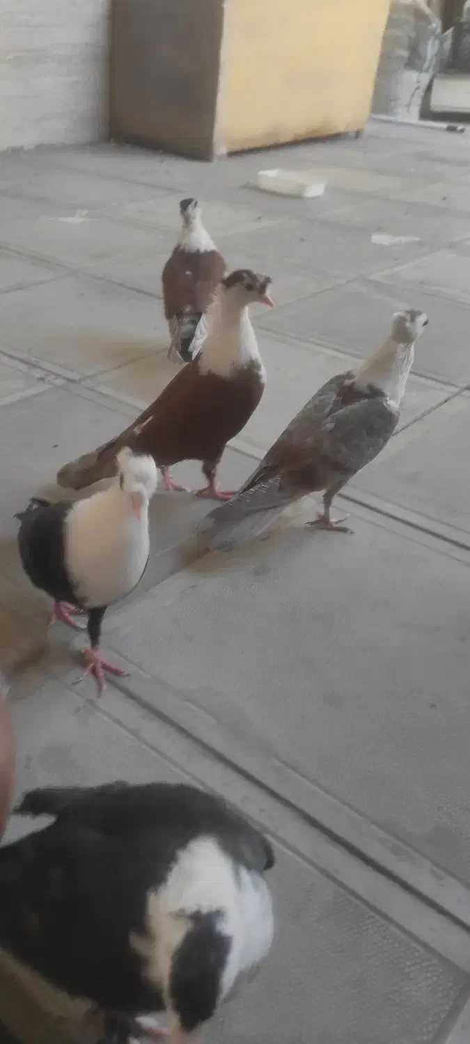 کلاغ کربلایی کاکلی|پرنده|مشهد, مشکینی (شهرک غرب)|دیوار