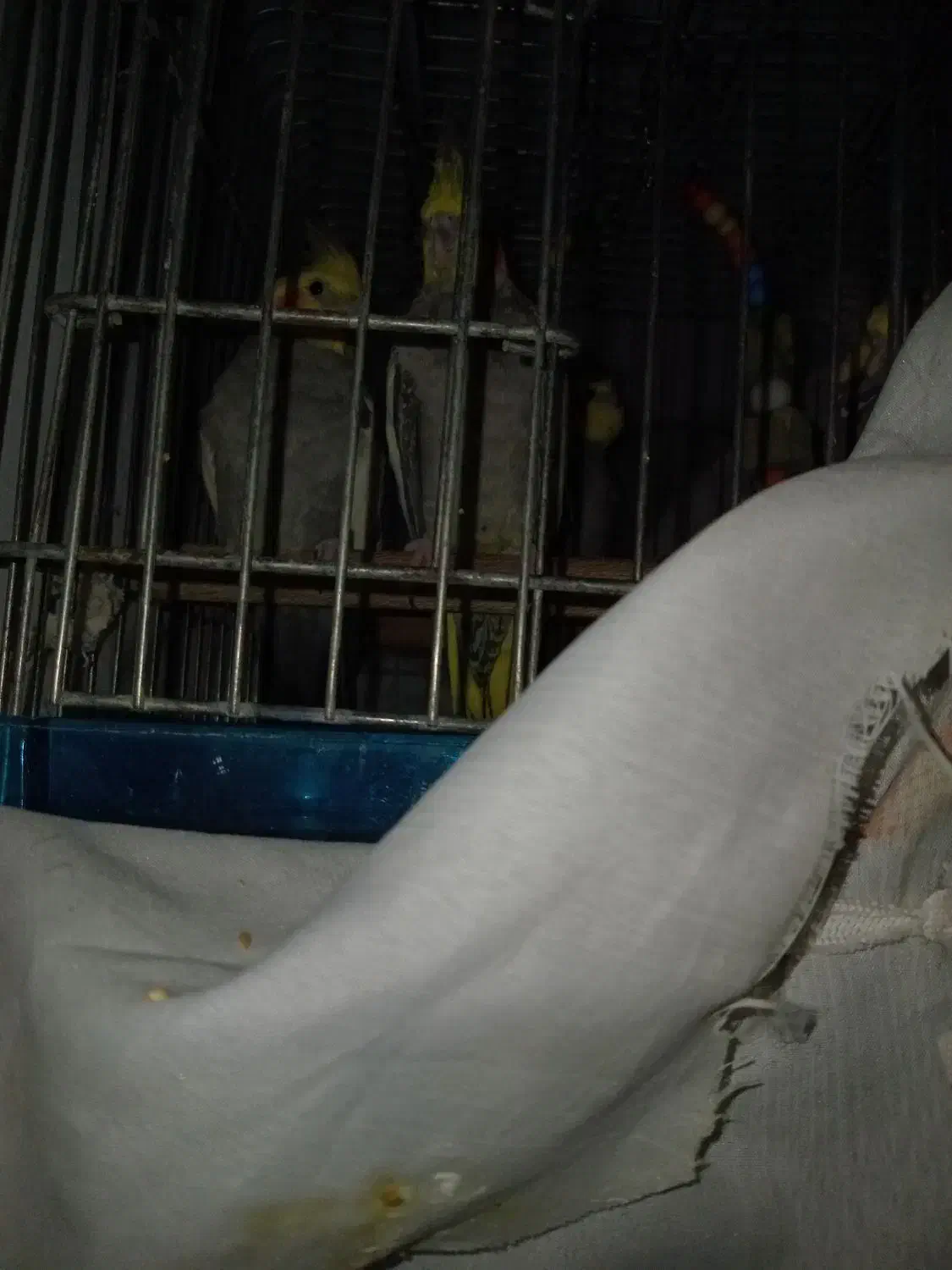 عروس هلندی|پرنده|اسلامشهر, کاشانک|دیوار