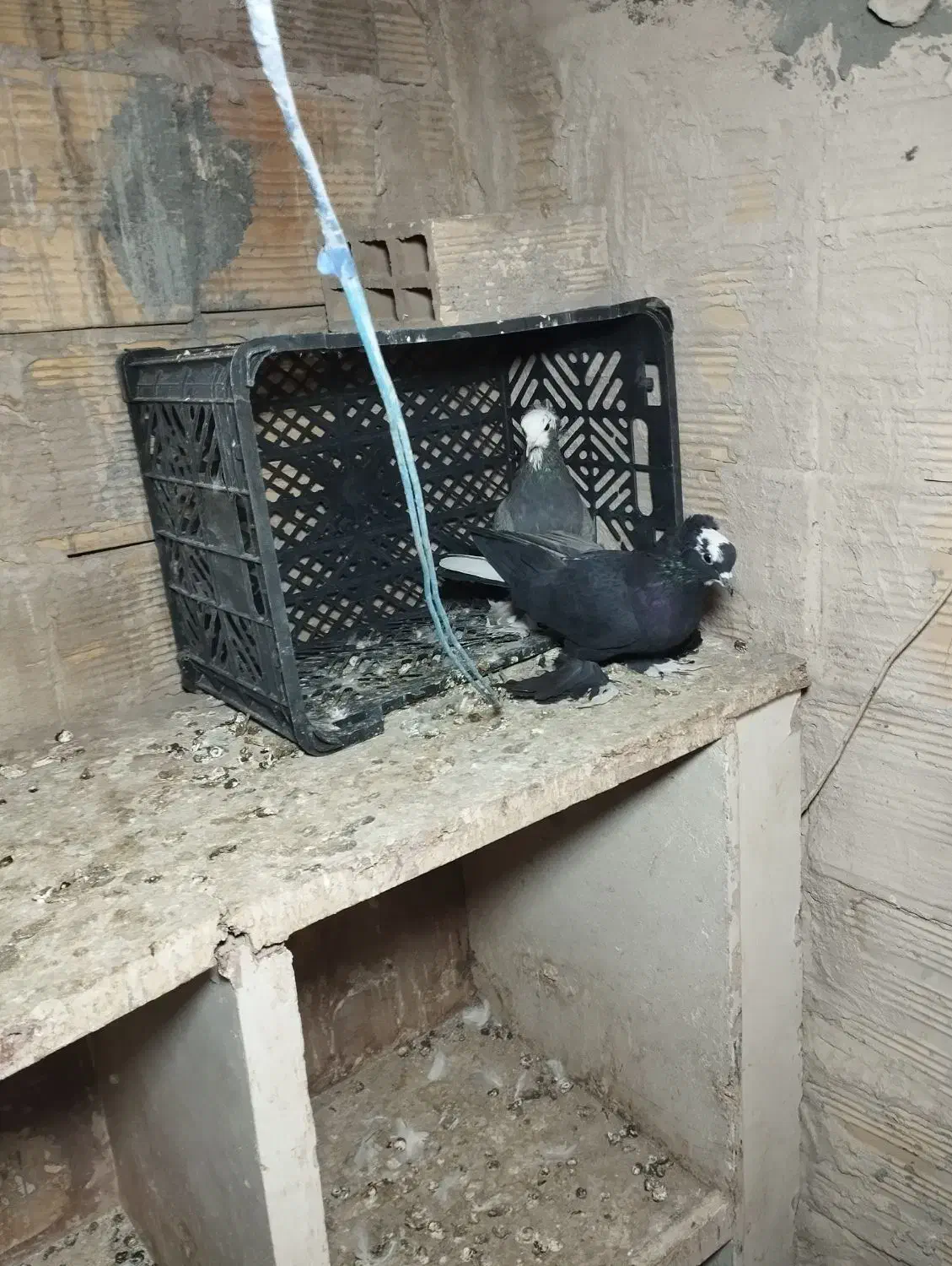 کبوتر های سالم|پرنده|تبریز, |دیوار