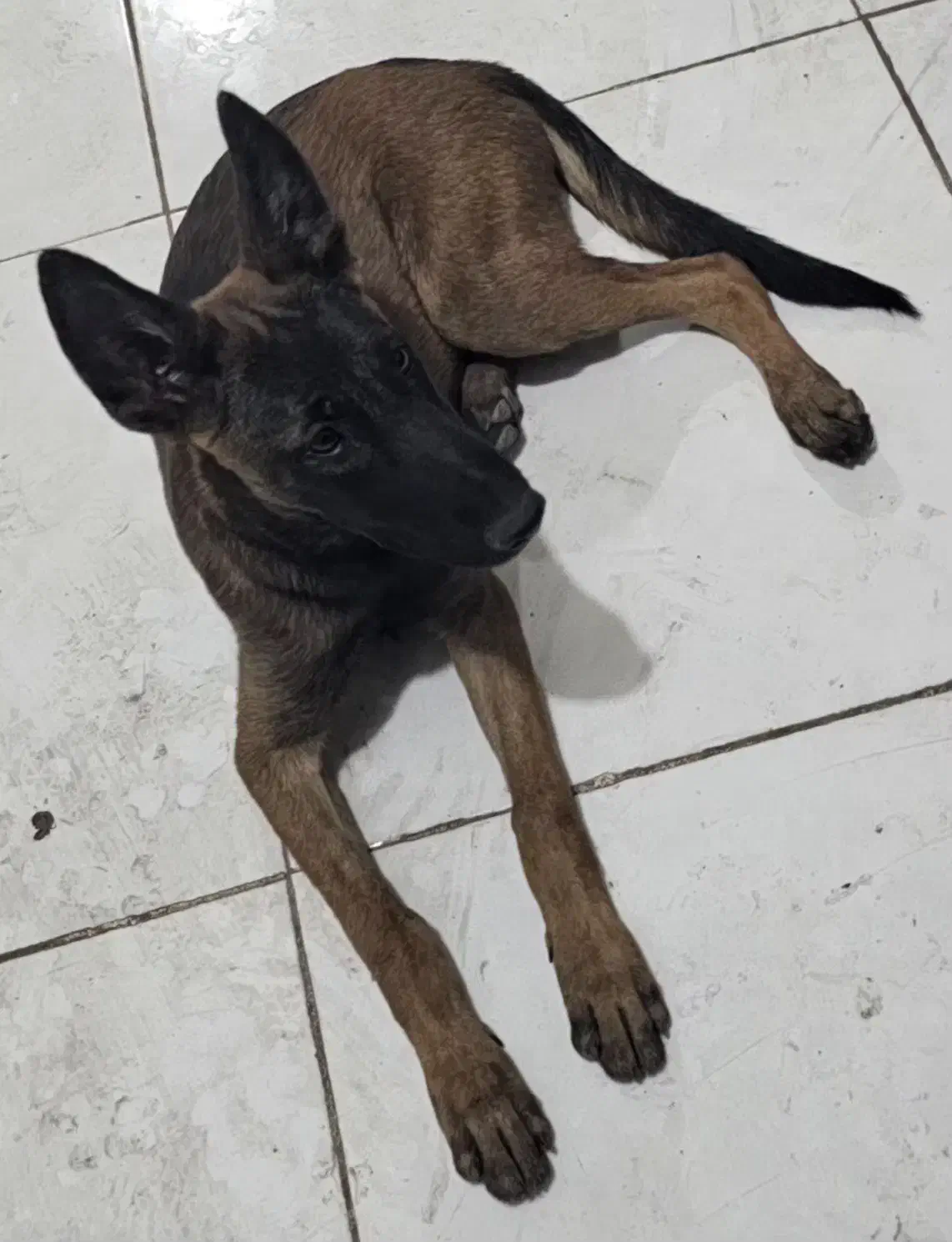 سگ مالینویز|سگ|بندرعباس, |دیوار