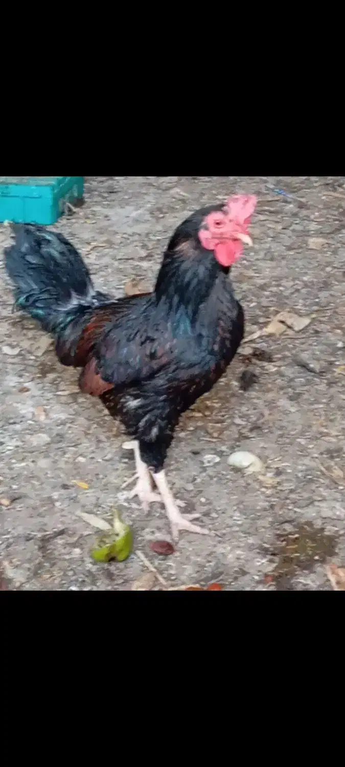 مرغ وخروس محلی|حیوانات مزرعه|کرمان, |دیوار