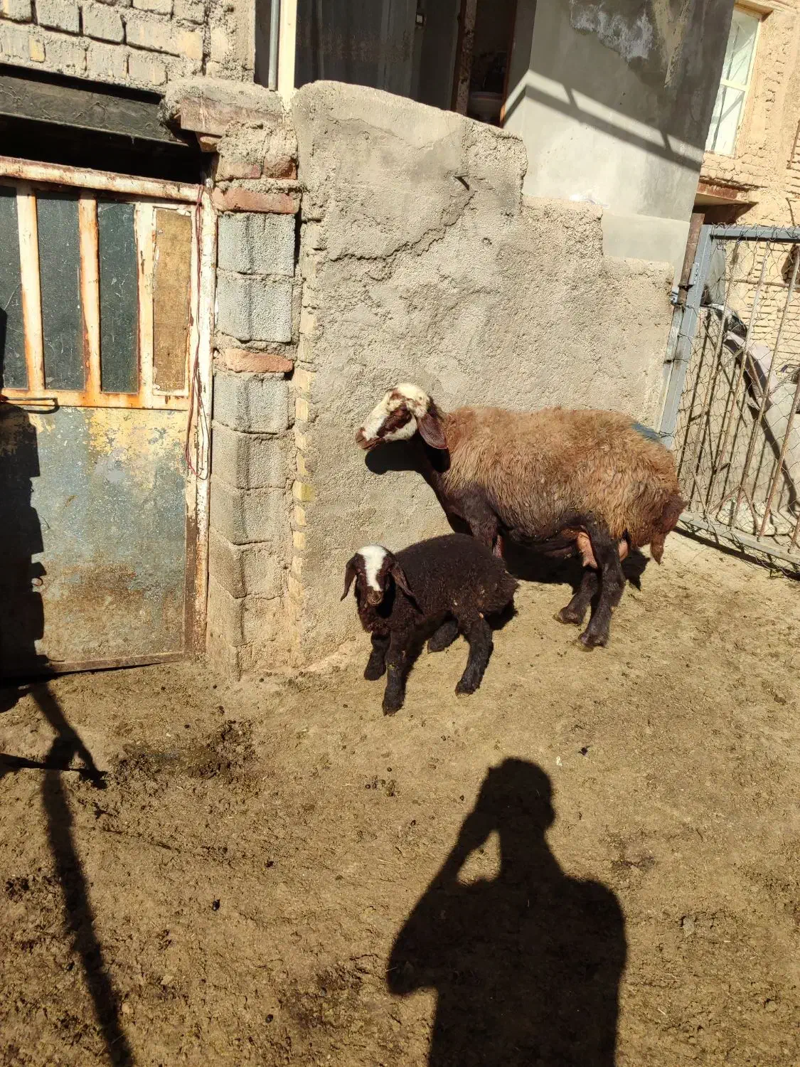 میش وبره افشاری|حیوانات مزرعه|زالیان, |دیوار