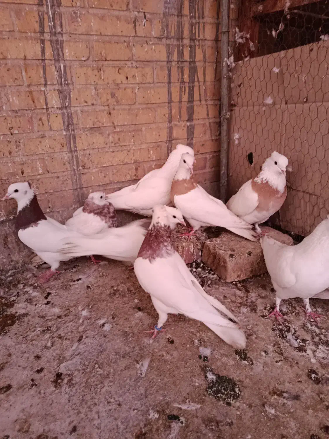 طوقی|پرنده|یزد, |دیوار