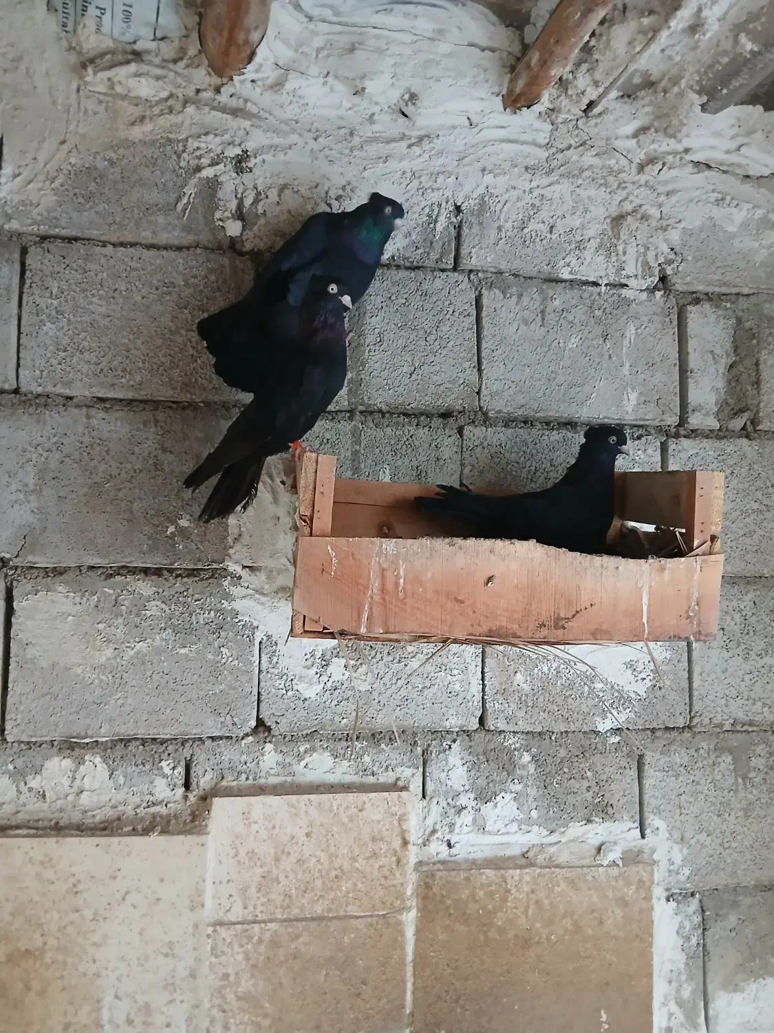 ۱۱عدد کبوتر زاغ|پرنده|کاکی, |دیوار