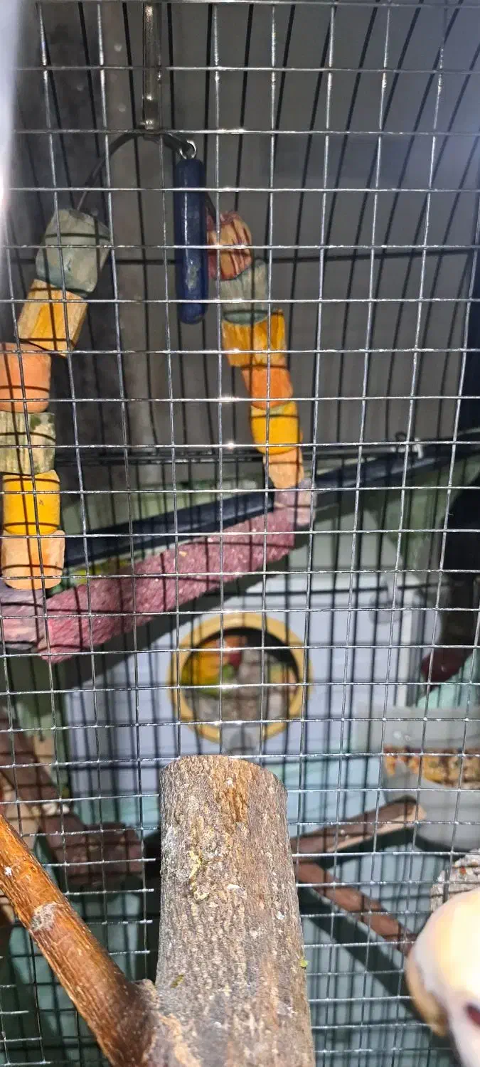 طوطی برزیلی|پرنده|سنندج, |دیوار