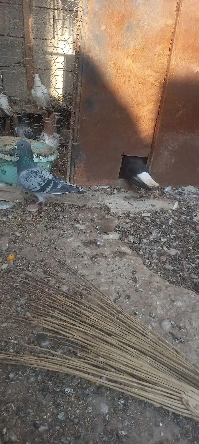 کبوتر رنگی وخارجی|پرنده|آبپخش, |دیوار