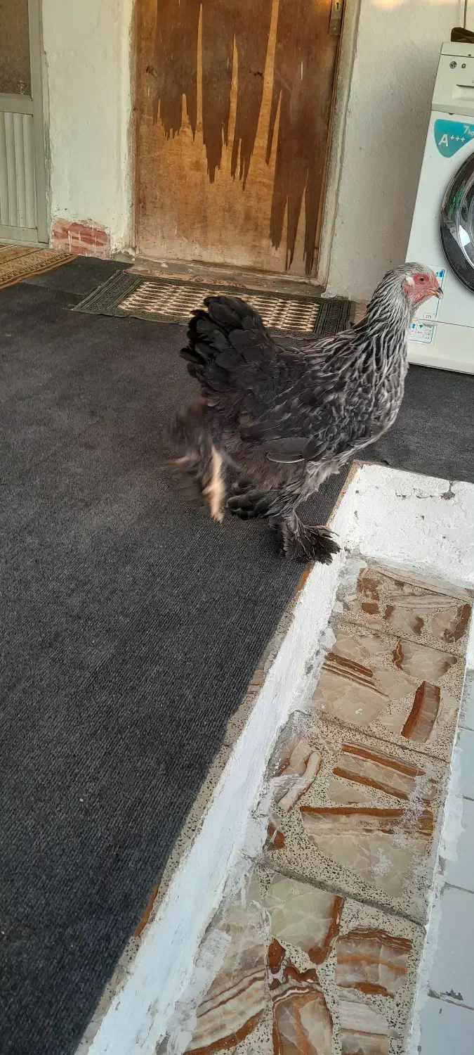 جوجه برهما|حیوانات مزرعه|بابل, |دیوار