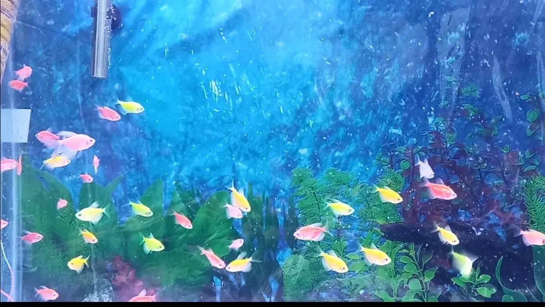 یک عدد اکواریم بزرگ|ماهی|کرمان, |دیوار