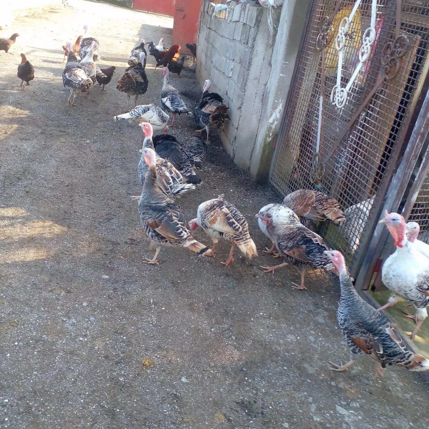 غازوبوقلمون|حیوانات مزرعه|لوندویل, |دیوار