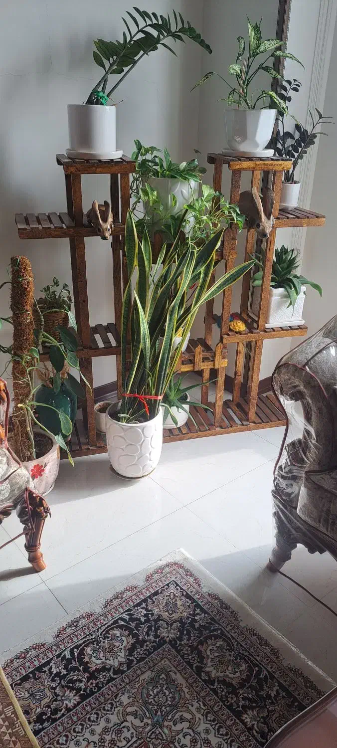 استند گل|گل و گیاه طبیعی|باغستان, |دیوار