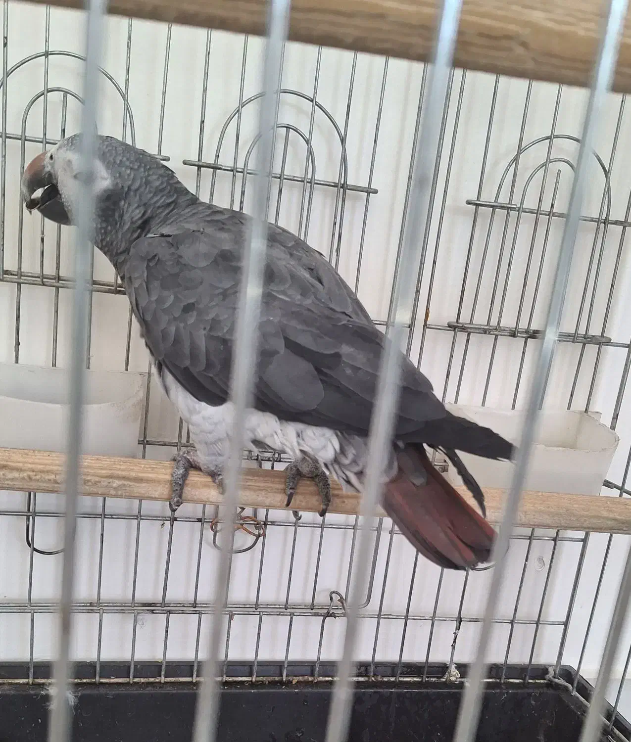 طوطی کاسکو|پرنده|نجف‌آباد, کهریزسنگ|دیوار