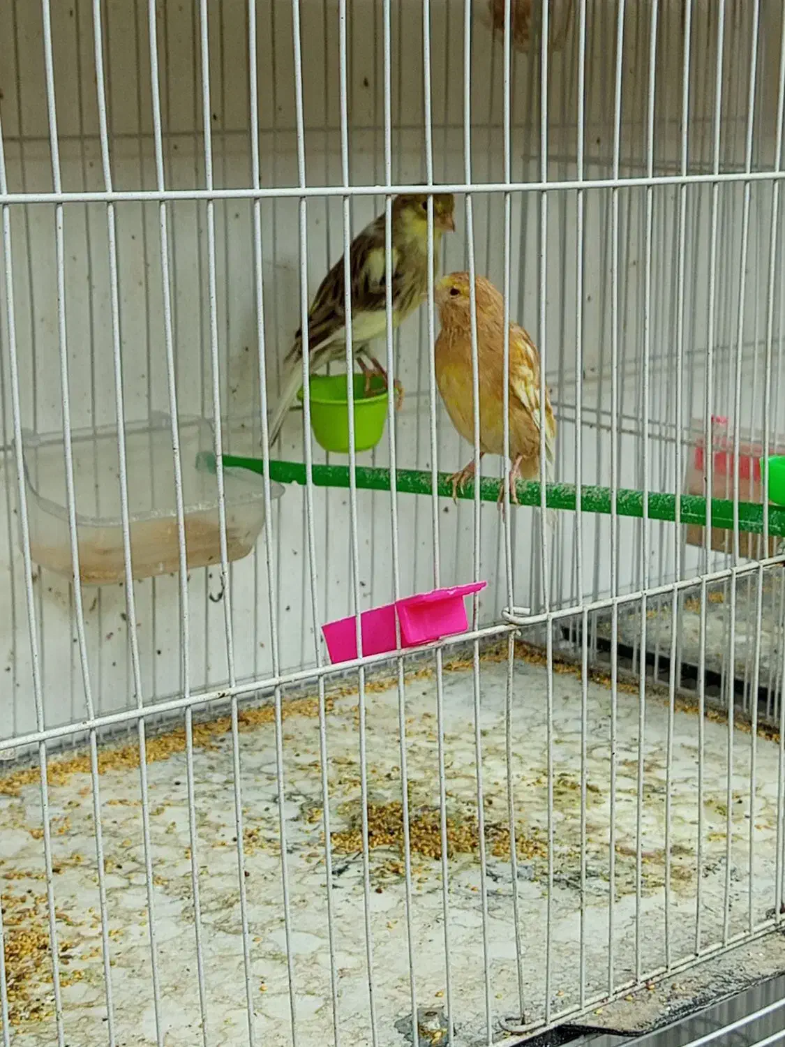 قناری ماده کوزه اماده 3عدد|پرنده|گلبهار, شهر جدید گلبهار|دیوار