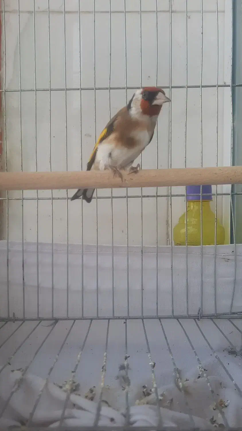 سهره سرسیاه گل بلند کرواتی|پرنده|قیروکارزین, |دیوار